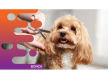 37007 Mobile Pet Grooming Business Ready to Grow