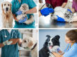 Exceptional  Veterinary Business for Sale  South East Of Victoria