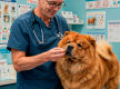 Confidential Veterinary Practice | Established Animal Hospital | Prime S.O.R. Location