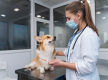 Confidential Veterinary Practice | Established Animal Hospital | Prime S.O.R. Location