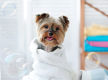 Well Equipped Dog Grooming Spa near the CBD - Ref: 19463