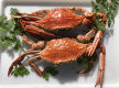 Established Mobile Seafood Retail Business – Three Turnkey Outlets Included