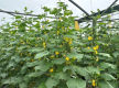 Leppington Vegetable Farm for Sale 

