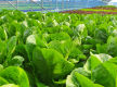 Leppington Vegetable Farm for Sale 
