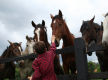 Established Produce, Rural, Pet & Garden Supplies store