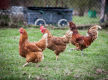 Established Produce, Rural, Pet & Garden Supplies store