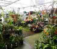 Garden Nursery For Sale in Port Macquarie North Coast NSW 