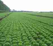 Farm Business For Sale in Tatura North Vic VIC 