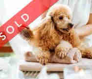 Animals And Pets Business For Sale in Adelaide SA 