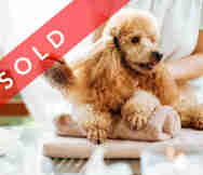 Animals And Pets Business For Sale in Adelaide SA 