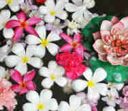 Beauty Business For Sale in Noosa Heads Sunshine Coast QLD 