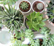 Garden Nursery For Sale in Townsville Sunshine Coast QLD 