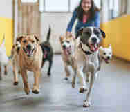 Boarding Kennels Business For Sale in Box Hill Melbourne VIC 