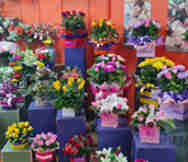 Florist For Sale in Gladstone Park Melbourne VIC 
