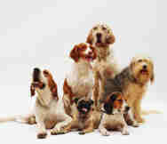 Animals And Pets Business For Sale in Sydney NSW 