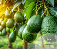 Export Business For Sale in Motutangi NTL 