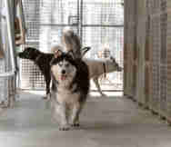 Animals And Pets Business For Sale in Bulla Melbourne VIC 
