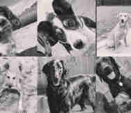 Animals And Pets Business For Sale in Bulla Melbourne VIC 