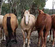 Animals And Pets Business For Sale in Inverell North West NSW 
