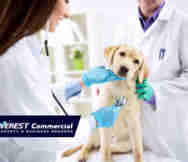 Animals And Pets Business For Sale in Berwick Melbourne VIC 