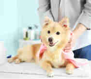 Animals And Pets Business For Sale in Melbourne VIC 