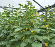 Agricultural Business For Sale in Leppington Sydney NSW 