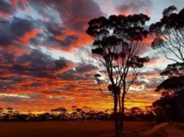 Mingenew Springs Caravan Park