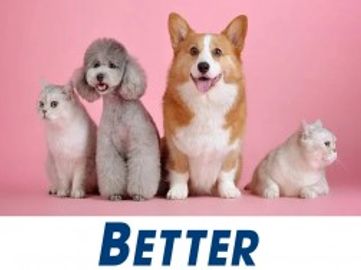 Exceptional Dog Grooming Salon in Hervey Bay
