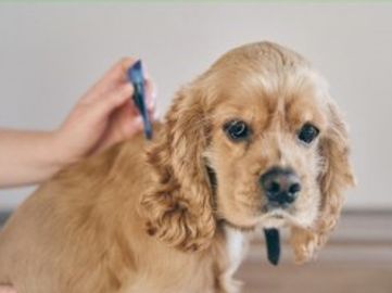 Online Pet Product Wholesaler/Distributor and Supplier #438