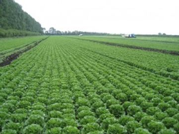 VEGETABLE FARM FOR SALE – PC-0035