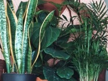 SOLD - Interior Plant Hire Business
