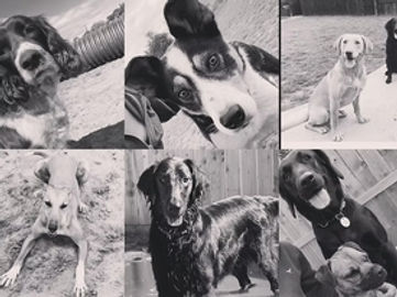 Pet Boarding Kennels business for sale with a Lifestyle Property SP1518