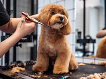 Thriving Luxury Mobile Dog Grooming Business - MW1519