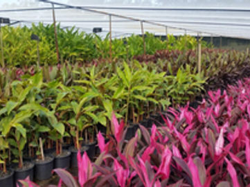 Wholesale Nursery