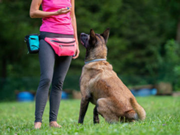 Melbourne’s Go-To Dog Training Business PF1536