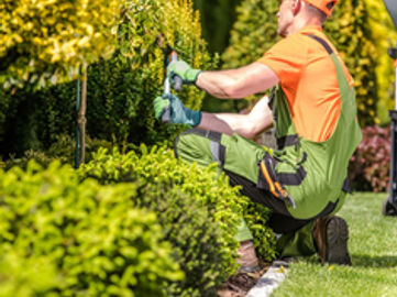 QLD Funded Arboriculture RTO. National Scope (REF: 1532)