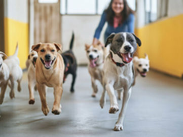 UNDER CONTRACT: Doggy Daycare Business for sale in Eastern Suburb ST1552