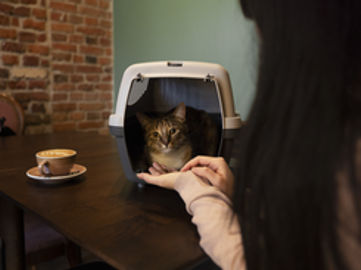 Sydney Boutique Cat Cafe for Sale | Estimated Payback in just over 1 Year