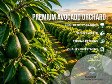 Established Avocado Orchard with Growth Potential