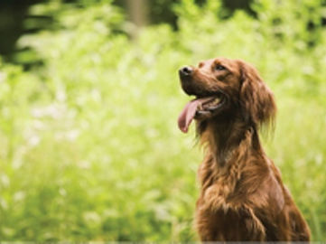 Pet Boarding Kennels No Dog Limits Business RS1586