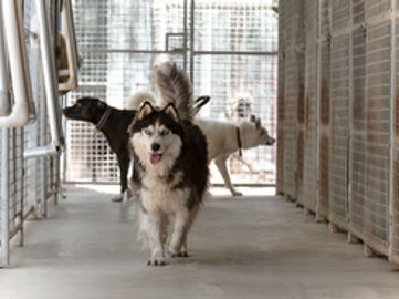 Pet Boarding Kennels No Dog Limits Business RS1586