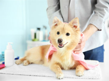 Well Equipped Pet Grooming Business with Cheap Rent - Ref: 16365
