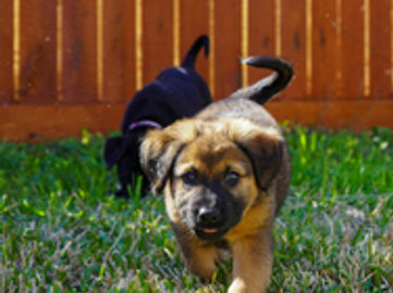 Profitable Puppy Breeding Business - waitlist to 2028