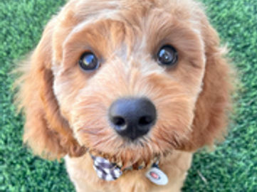 Profitable Dog Breeding Business | Waitlist to 2028