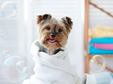 Well Equipped Dog Grooming Spa near the CBD - Ref: 19463