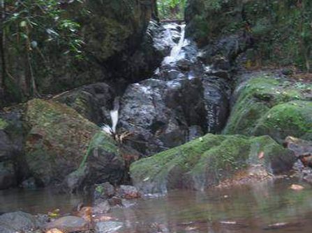 Tanglewood Gardens Rainforest Retreat