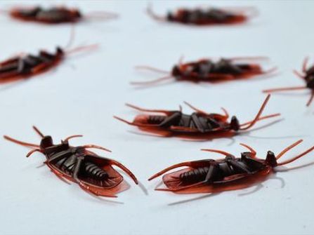 Commercial & Residential Pest / Handyman Service Business for sale