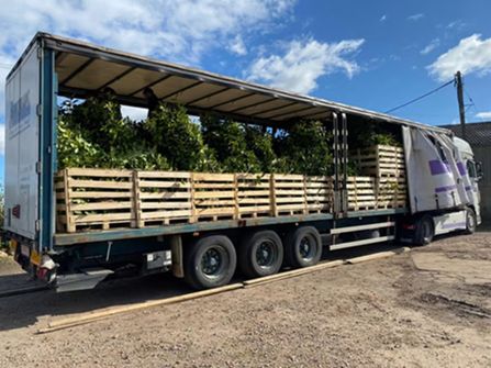Wholesale Plants – 45years One Owner