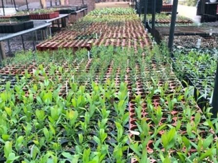 Wholesale Plants – 45years One Owner