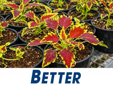 Wholesale Plants – 45years One Owner